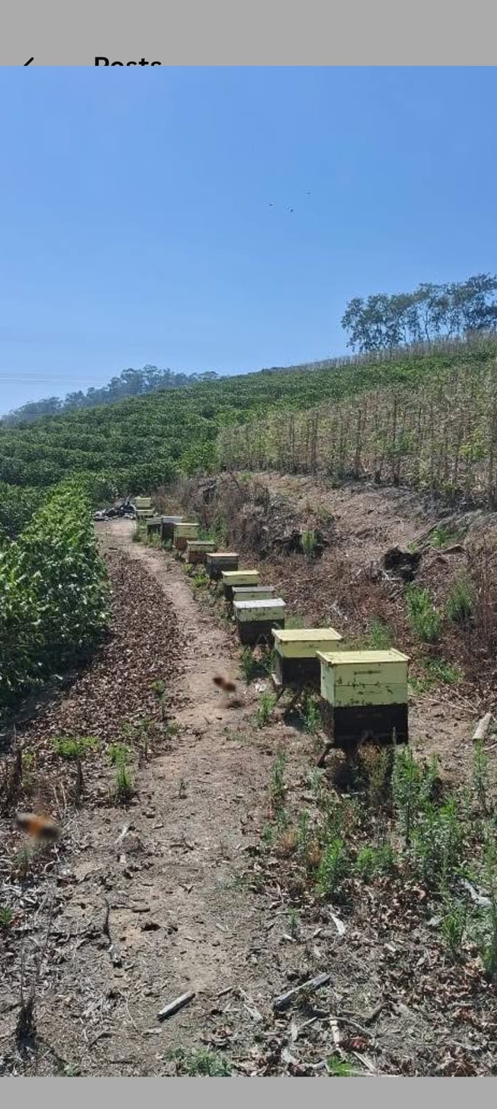 Colmeias instaladas em lavoura de café para serviço de polinização agrícola