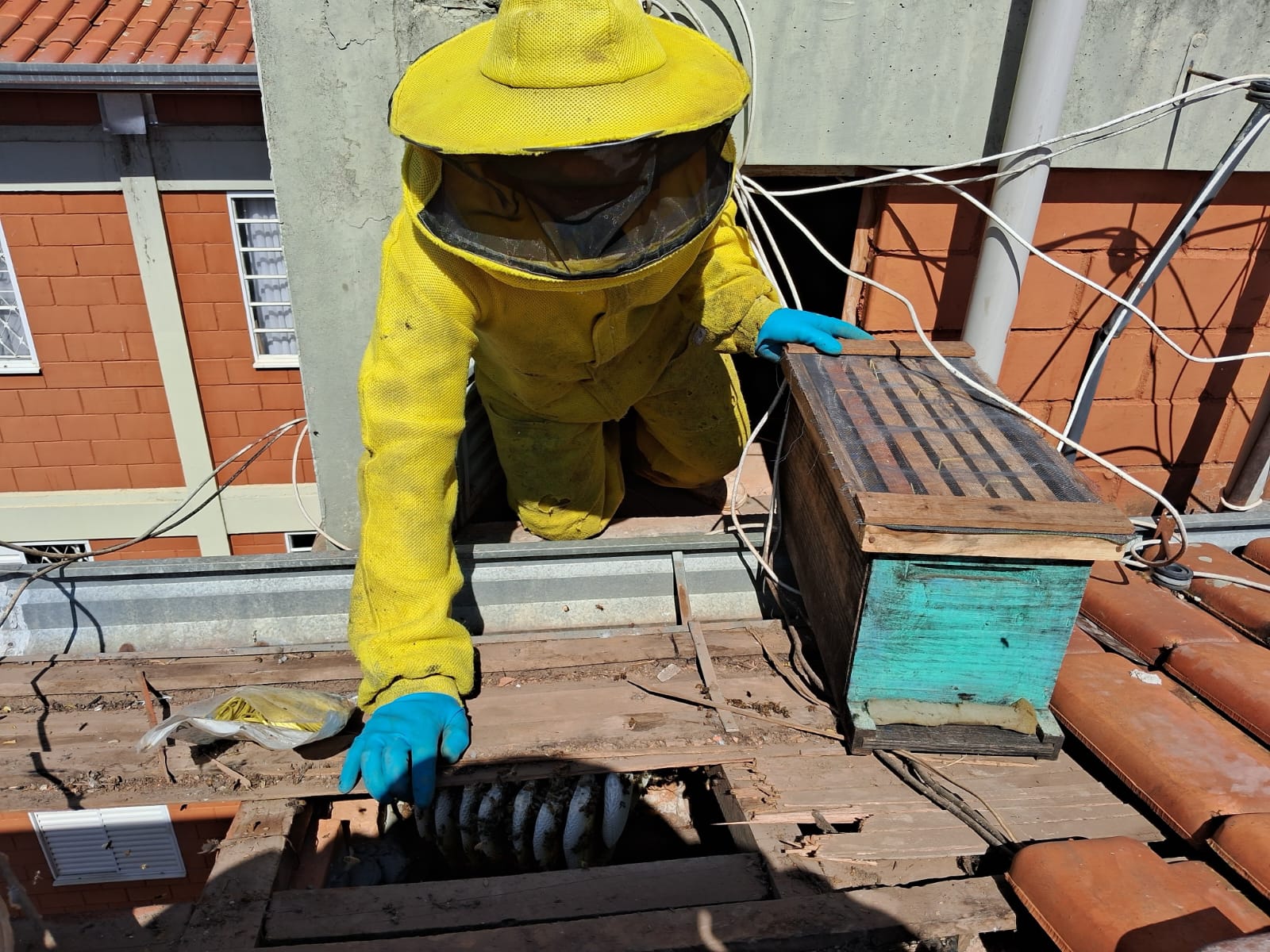 Serviço profissional de remoção e resgate de abelhas realizado pelo Apiário Rainha Nova